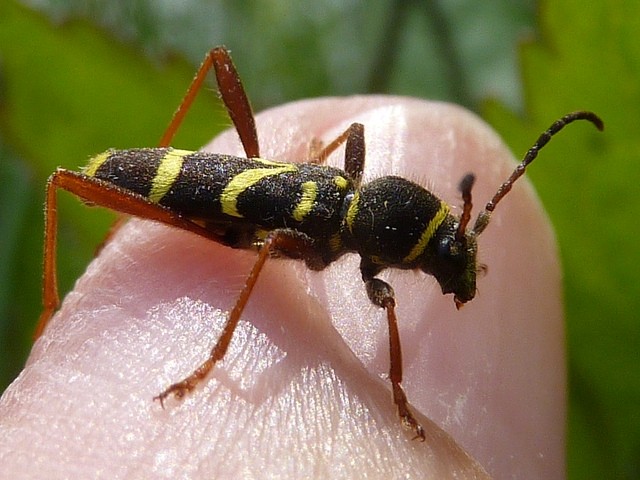 Wasp